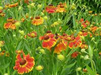Helenium - záplevák