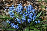Scilla sibirica - ladoňka sibiřská (PROVOBIS)