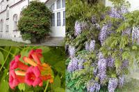 Popínavky: Campsis, Wisteria
