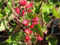 Heuchera sanguinea 'Ruby Bells' - dlužicha