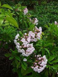 Kalmia latifolia - mamota širokolistá