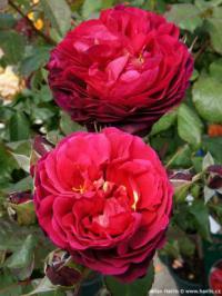 Rosa 'Bicentenaire de Guillot' - růže Rosa 'Bicentenaire de Guillot' - růže