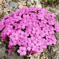 Dianthus microlepis - hvozdík bulharský