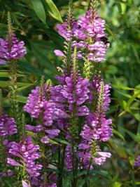 Physostegia - řetězovka (PROVOBIS)