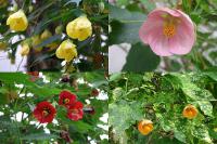 Abutilon - mračňák Abutilon - mračňák
