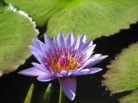Nymphaea caerulea - leknín modrý