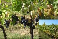Vitis vinifera - réva vinná Vitis vinifera - réva vinná