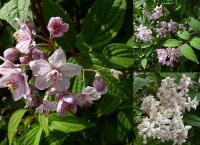 Malé keře na květinové záhony: Trojpuk růžový - Deutzia x rosea