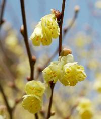 Corylopsis pauciflora - lískovníček chudokvětý (TIP ZC CS)