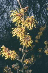 Hamamelis x intermedia Westerstede - vilín prostřední  (TIP ZC CS)