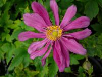 Anemone hupehensis 'Prinz Heinrich' - sasanka