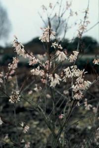 Abeliophyllum distichum - bělozlatice dvouřadá