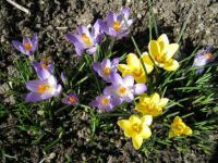 Barevné květy jara schované v cibulích