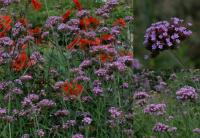 Verbena bonariensis - sporýš klasnatý