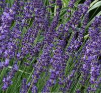 Lavandula angustifolia -  levandule lékařská