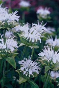 Monarda 'Schneewittchen' - zavinutka (PROVOBIS)