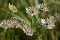 Astrantia major - jarmanka větší (PROVOBIS)