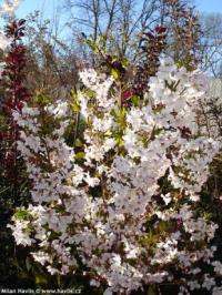 Prunus kurilensis 'Brillant' - slivoň kurilská