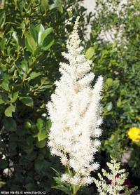 Astilbe chinensis 'Diamonds and pearls®' - čechrava