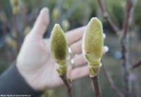 Magnolia 'Athene' - šácholan, magnólie