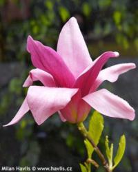 Magnolia x 'Daybreak' - šácholan, magnólie