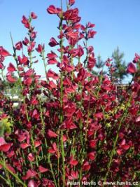 Cytisus 'Boskoop Ruby' - čilimník