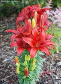 Lilium 'Tiny hope' - trpasličí lilie Lilium 'Tiny hope' - trpasličí lilie