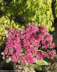 Sedum 'Mr. Goodbud' - rozchodník