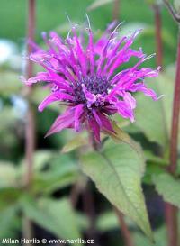 Monarda 'Donnerwolke' - zavinutka, monarda