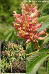 Aesculus x mutabilis - jírovec proměnlivý