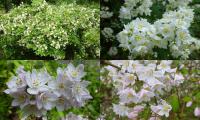 Deutzia - trojpuk