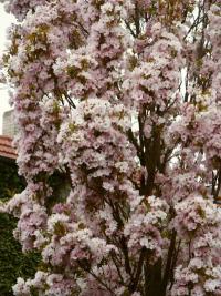 Prunus serrulata 'Amanogawa'  - třešeň pilovitá, sakura