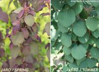 Cercidiphyllum japonicum 'Rotfuchs' - zmarličník japonský