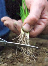 Allium porrum - pórek: Přesazování pórku - sazeničkám při přesazování zastřihněte kořínky (KNIŽNÍKLU Allium porrum - pórek: Přesazování pórku - sazeničkám při přesazování zastřihněte kořínky (KNIŽNÍKLU