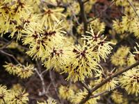 Hamamelis intermedia 'Arnold Promise' - vilín zahradní