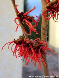 Hamamelis x intermedia 'Feuerzauber' - vilín prostřední