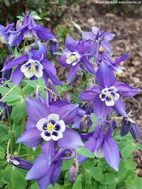 Aquilegia flabellata Spring Magic 'Navy White' - orlíček vějířovitý