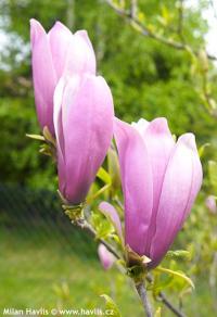 Magnolia 'George Henry Kern' - šácholan, magnólie