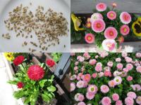 Bellis perennis - sedmikráska chudobka