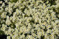 Saxifraga x arendsii 'Schneeteppich' - lomikámen Arendsův