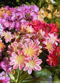 Lewisia cotyledon 'Elise' - levísie