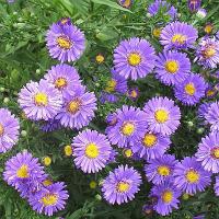Aster dumosus 'Lady in Blue' - astra, hvězdnice