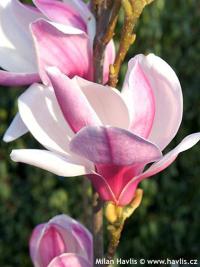 Magnolia 'Red Lucky' - šácholan, magnólie