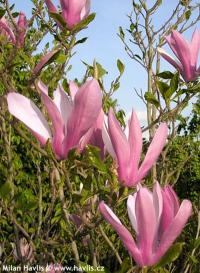Magnolia 'Ricki' - šácholan, magnólie