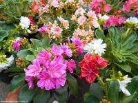 Lewisia cotyledon 'Mountain Dreams' - levísie