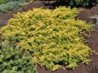 Juniperus conferta 'All Gold' - jalovec pobřežní