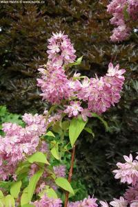 Deutzia x hybrida 'Magicien' - trojpuk