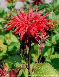 Monarda 'Cambridge Scarlet' - zavinutka, monarda