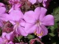Geranium cantabrigiense 'Cambridge' - kakost