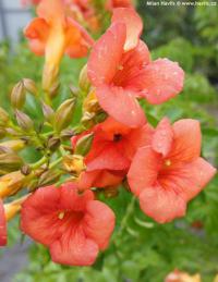 Campsis x 'Tarantella' - trubač